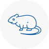 Rat Control Borehamwood