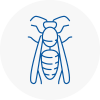 Borehamwood Wasp Nest Removal